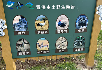 青藏高原野生动物园第 34 张图片
