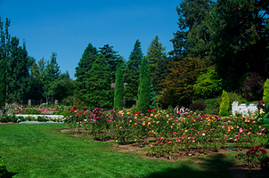Woodland Park Rose Garden