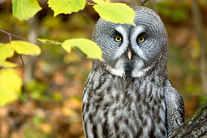 Krakow Zoo (Ogrod Zoologiczny)