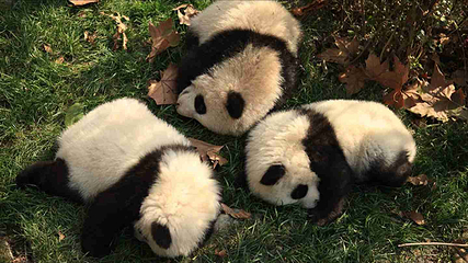 成都大熊猫繁育研究基地第 466 张图片
