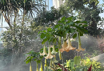 上海温室花园第 159 张图片