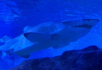 上海海洋水族馆第 127 张图片