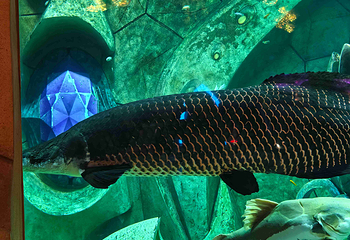 三亚亚特兰蒂斯失落的空间水族馆第 213 张图片