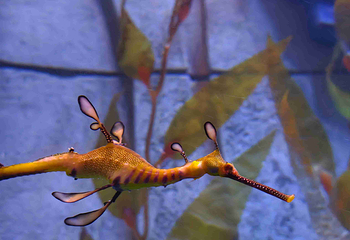 三亚亚特兰蒂斯失落的空间水族馆第 204 张图片