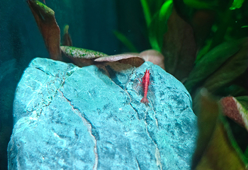 吉隆坡城中城水族馆第 47 张图片