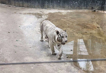 西双版纳野生动物园第 35 张图片