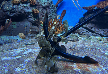 上海海洋水族馆第 181 张图片