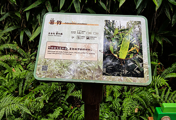 成都大熊猫繁育研究基地第 231 张图片