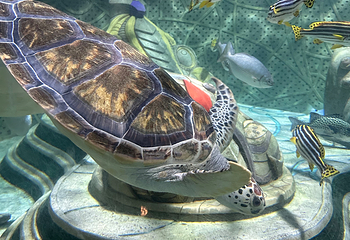 三亚亚特兰蒂斯失落的空间水族馆第 172 张图片