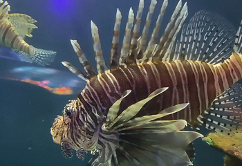 吉隆坡城中城水族馆第 74 张图片