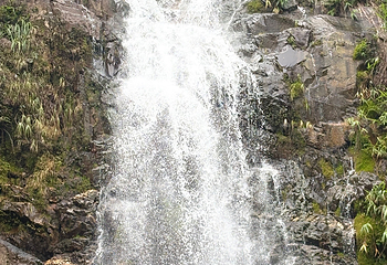 鼎湖山第 74 张图片