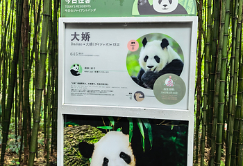 熊猫谷第 33 张图片