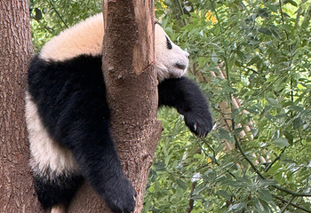 成都大熊猫繁育研究基地第 333 张图片