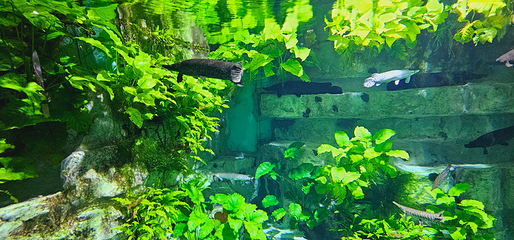 里昂水族馆第 6 张图片