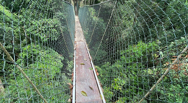 Taman Negara Canopy Walkway