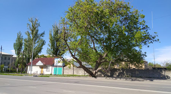 Memorial Walnut Tree