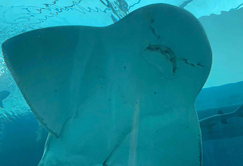 新加坡海洋生态馆第 167 张图片