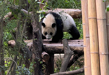 成都大熊猫繁育研究基地第 299 张图片