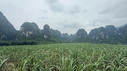 白头叶猴生态旅游区第 13 张图片