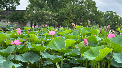 沙家浜风景区第 87 张图片