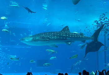 冲绳美丽海水族馆第 114 张图片