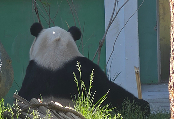 太阳岛大熊猫馆第 27 张图片