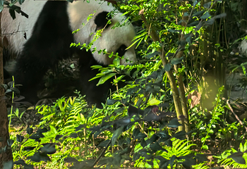 成都大熊猫繁育研究基地第 264 张图片