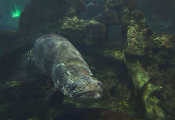 河内时代之城水族馆第 10 张图片