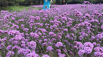 西溪国家湿地公园-四季花海