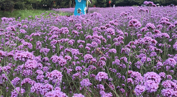 西溪国家湿地公园-四季花海