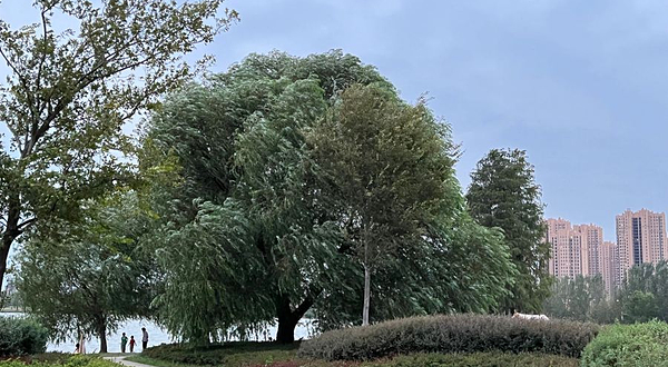 汤逊湖·悦湖公园