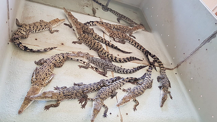巴拉望野生生物救助和保护中心第 11 张图片