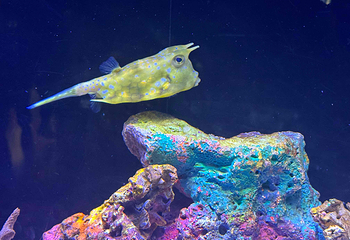 上海海洋水族馆第 90 张图片
