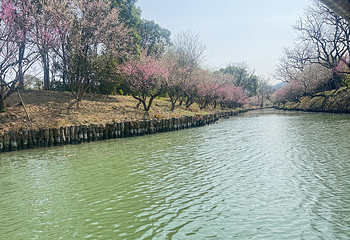 西溪国家湿地公园第 215 张图片