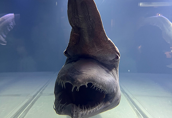 冲绳美丽海水族馆第 164 张图片