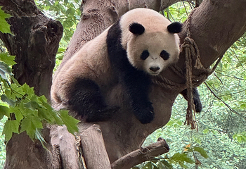 卧龙中华大熊猫苑神树坪基地第 108 张图片