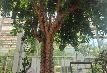湖南省植物园第 45 张图片