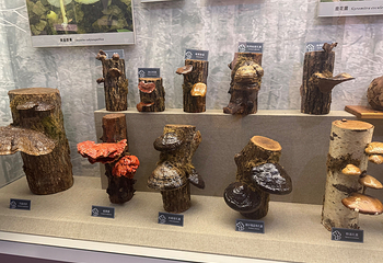 长白山自然博物馆第 31 张图片