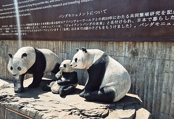 成都大熊猫繁育研究基地第 79 张图片