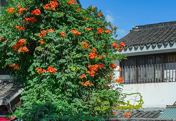山塘街第 86 张图片