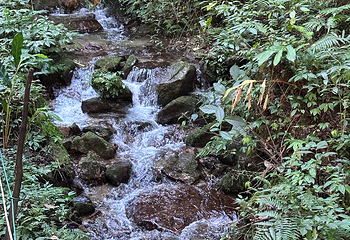 高黎贡山第 88 张图片