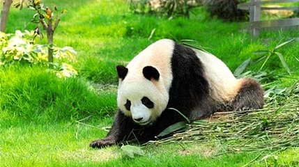 大熊猫馆第 1 张图片