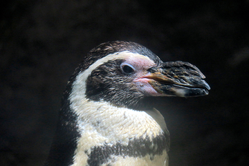 浅虫水族馆第 6 张图片