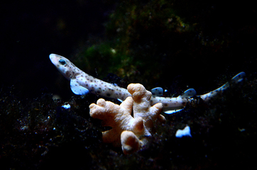 里昂水族馆第 19 张图片