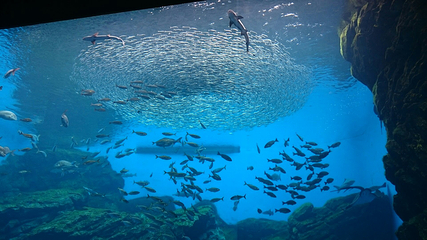 仙台海洋森林水族馆第 13 张图片