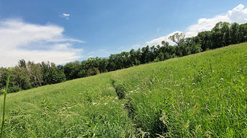 Polyana Gigantskikh Orekhovykh Derev'yev
