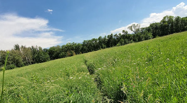 Polyana Gigantskikh Orekhovykh Derev'yev