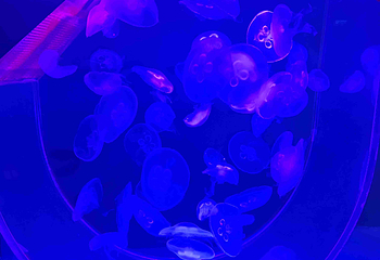 重庆融创海世界第 93 张图片