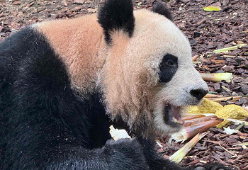 熊猫谷第 107 张图片