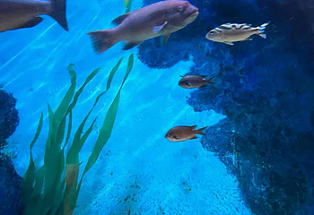 Sea Life COEX水族馆第 51 张图片
